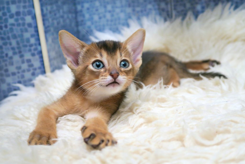 cats-abyssinians